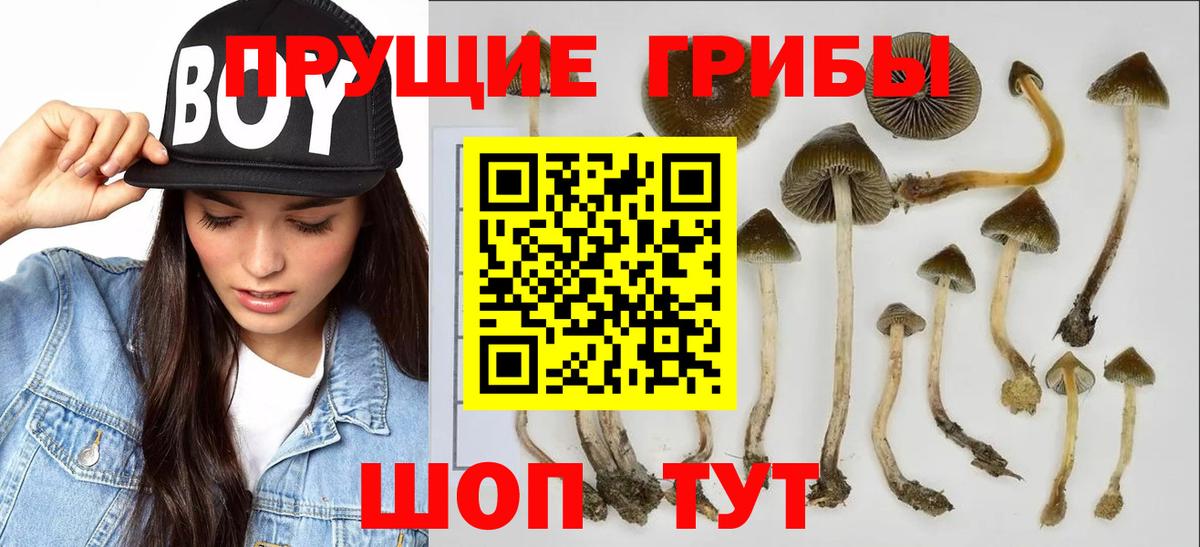 Псилоцибиновые грибы Psilocybine cubensis  Галлюциногенные грибы прущие грибы  Приморско-Ахтарск  Вход с VPN 